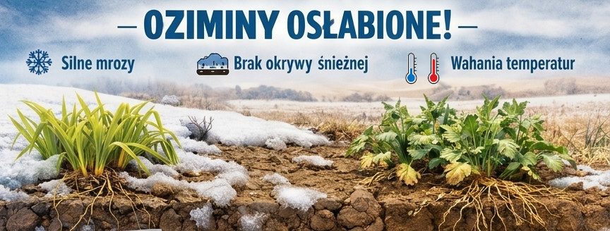 Uprawa ozimin – wiosna