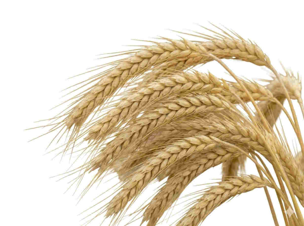 Pszenica